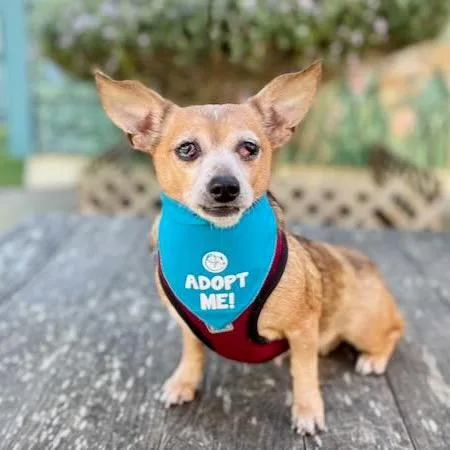 Plumaria thumbnail 5