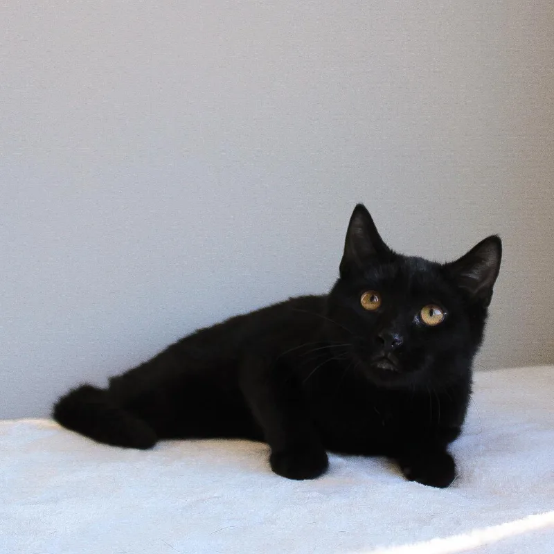 A baby medium-sized male Black Domestic Short Hair cat named Hilton for adoption in Wayne, NJ
