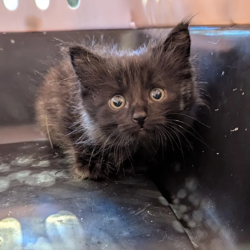 A baby small-sized male Black Domestic Medium Hair cat named Edgar A. Poe for adoption in Lynchburg, VA
