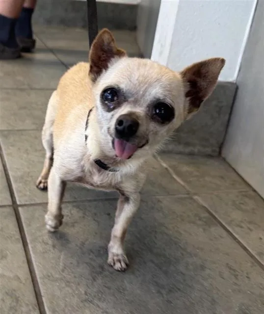 A senior small-sized female Chihuahua dog named Bertha for adoption in San Antonio, TX