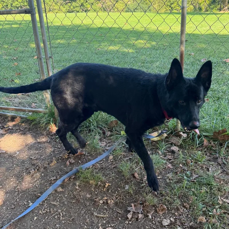 An adult large-sized male German Shepherd Dog dog named Hagrid for adoption in Columbia Station, OH