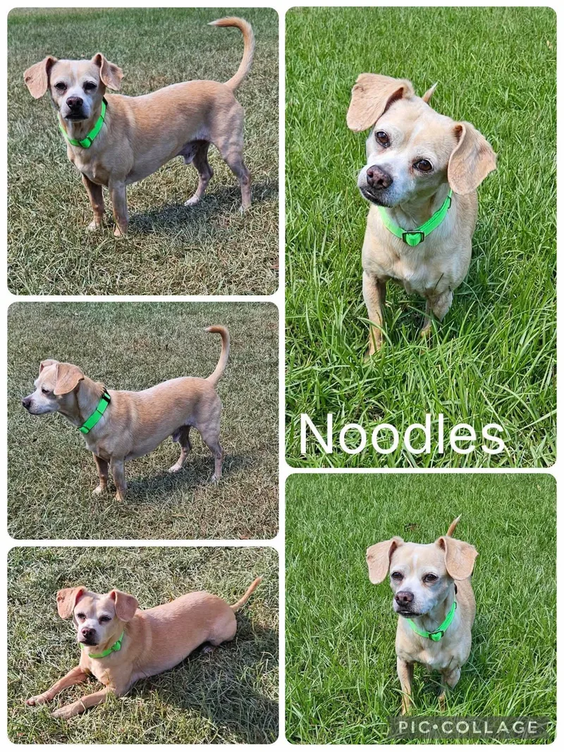 An adult small-sized male Chihuahua dog named Noodles for adoption in Enterprise, AL
