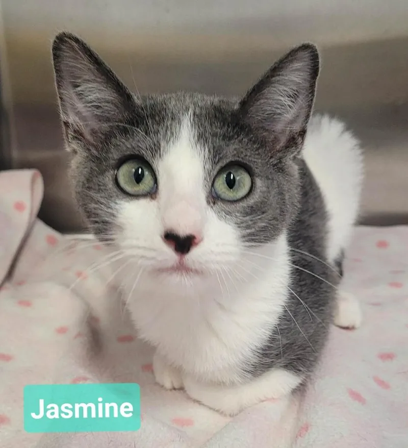 A baby small-sized female Domestic Short Hair cat named Jasmine for adoption in Richmond, IN