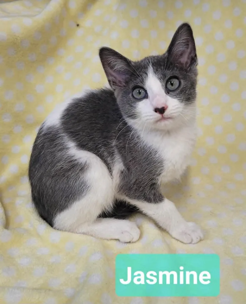Jasmine thumbnail 2