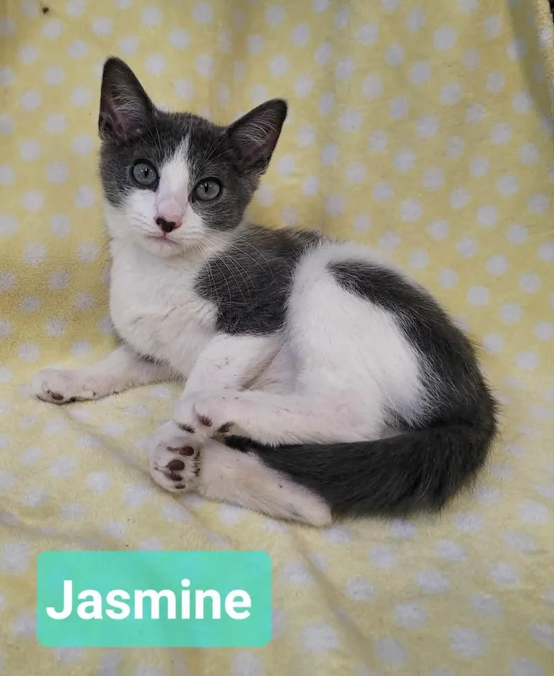 Jasmine thumbnail 3