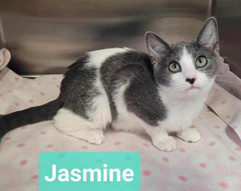 Jasmine thumbnail 4