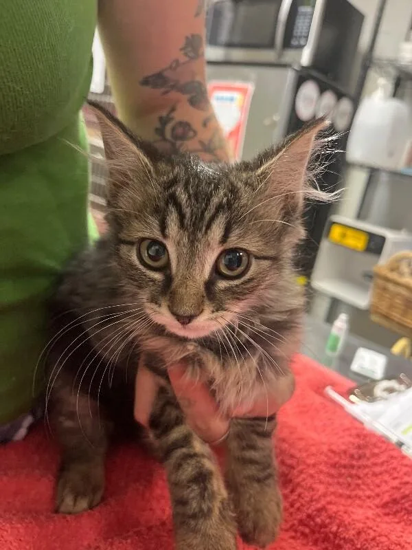 A young small-sized female Tabby (Brown / Chocolate) Domestic Short Hair cat named Wave for adoption in Cincinnati, OH