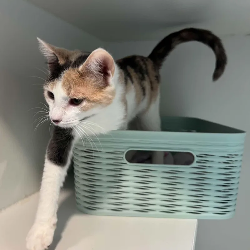 A baby small-sized female American Shorthair cat named Ellie for adoption in Danbury, CT