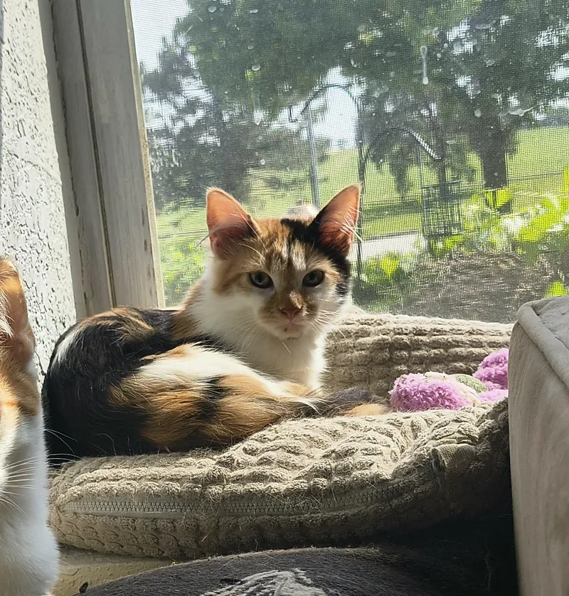 A baby medium-sized female Calico Domestic Short Hair cat named Ms. Scarlett for adoption in Overland Park, KS