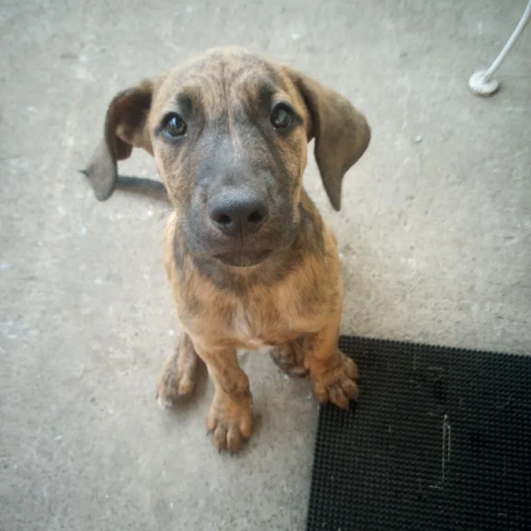 A young medium-sized male Brindle Hound dog named Fritz for adoption in Chicopee, MA