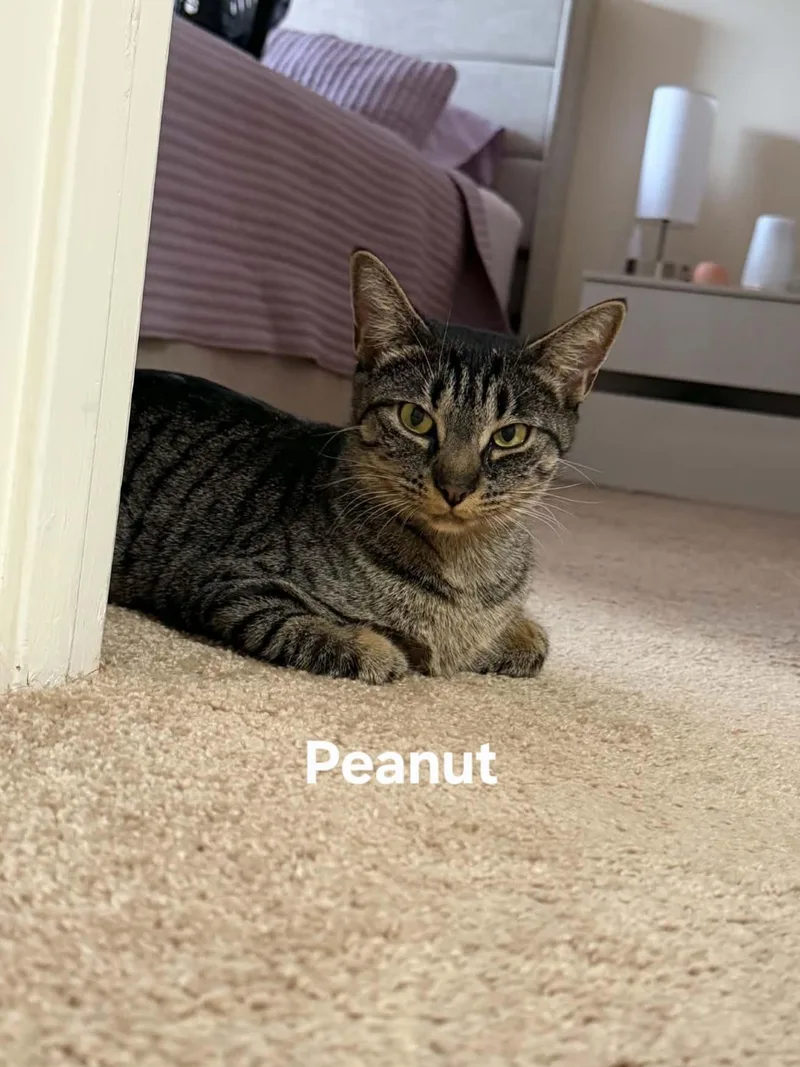 An adult medium-sized female Tabby (Tiger Striped) Domestic Short Hair cat named Peanut for adoption in Chicopee, MA