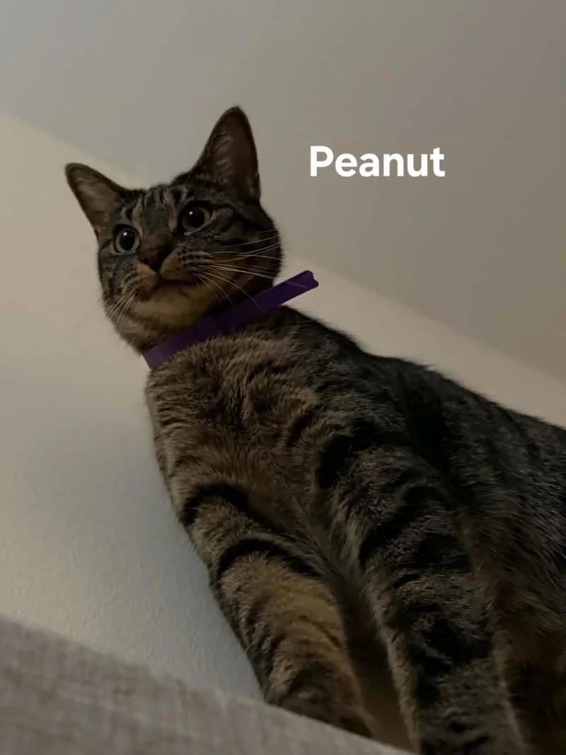 Peanut thumbnail 2