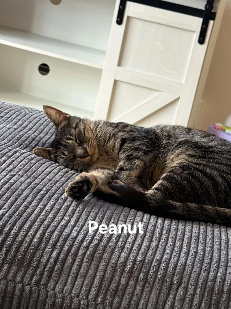 Peanut thumbnail 3
