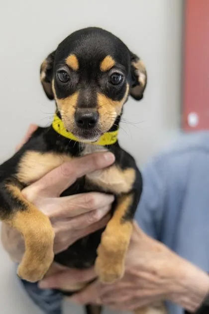 A baby small-sized female Mixed Breed dog named Sabrina for adoption in West Chester, PA