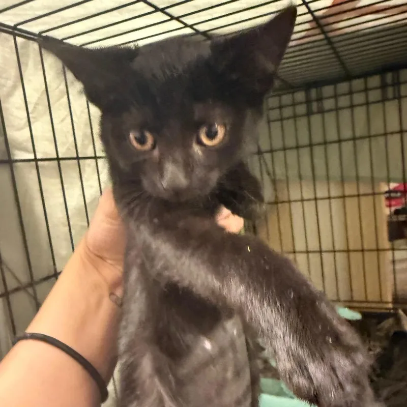 A baby small-sized female Black Domestic Short Hair cat named Bubbles for adoption in Pasadena , MD