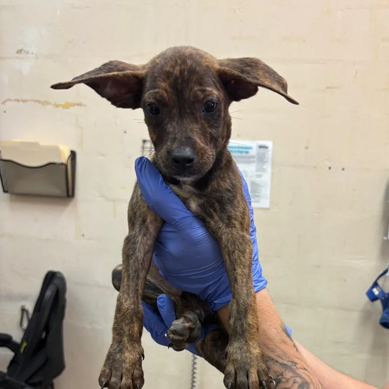 A baby small-sized female Brindle Pit Bull Terrier dog named Biscotti for adoption in Birmingham, AL