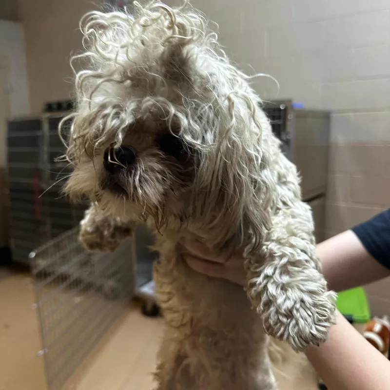 An adult small-sized female White / Cream Mixed Breed dog named Fajita for adoption in Gadsden, AL