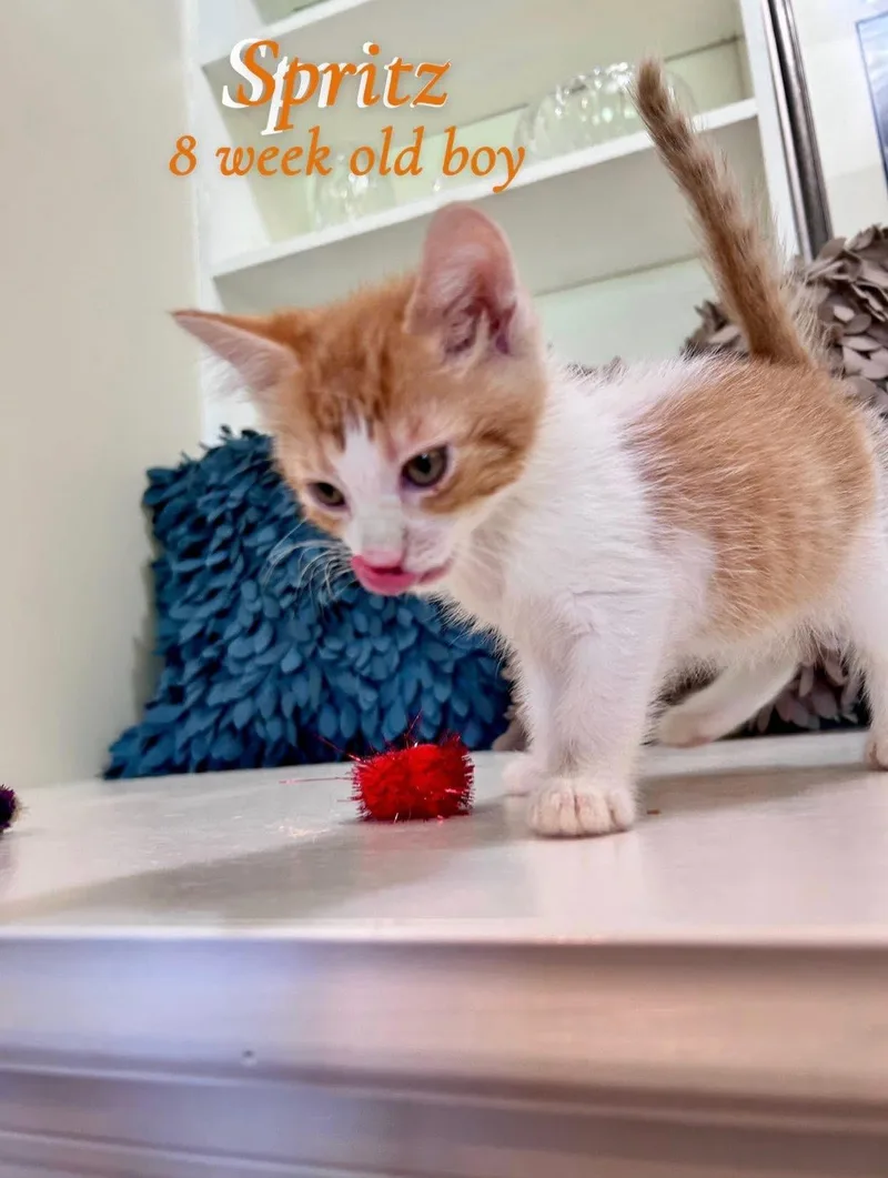 A baby medium-sized male Orange & White Domestic Medium Hair cat named Spritz for adoption in Saginaw, MI