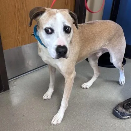 An adult large-sized male Boxer dog named Leonardo for adoption in Merriam, KS