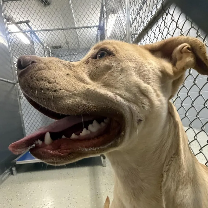 A young large-sized male Yellow / Tan / Blond / Fawn Terrier dog named Nero for adoption in Marion, VA
