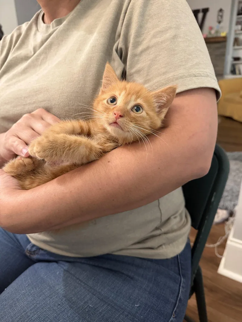 A young medium-sized male Orange / Red Domestic Short Hair cat named Sawyer for adoption in Camden, SC