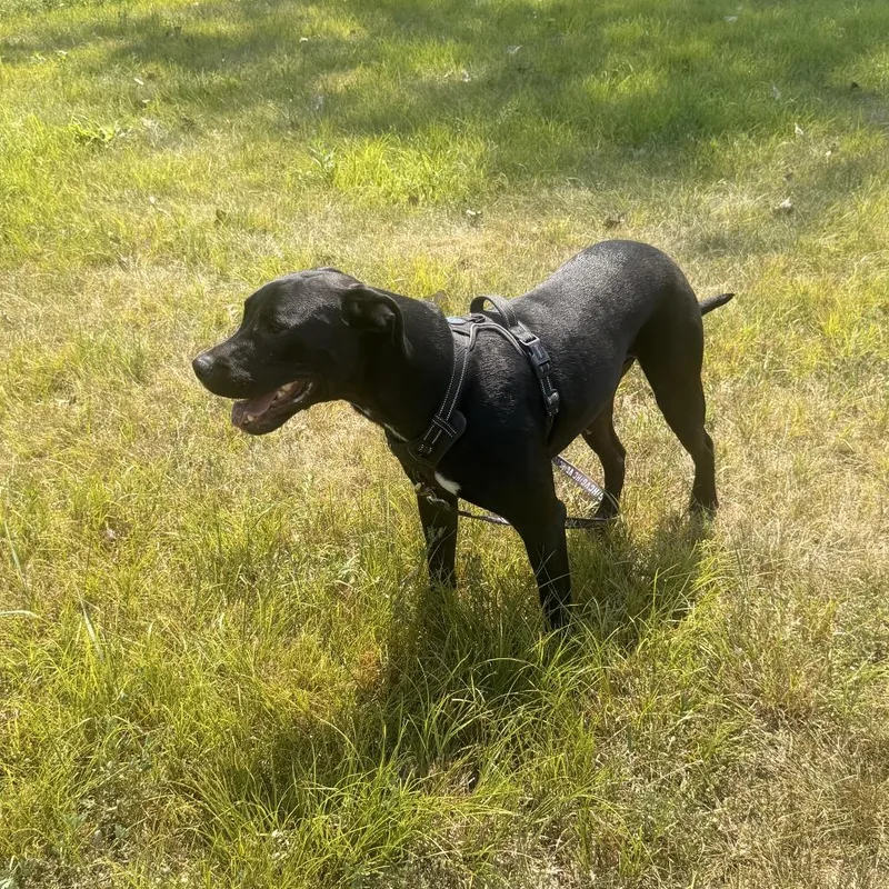 An adult large-sized male Black Mixed Breed dog named Aden for adoption in Buffalo, MN