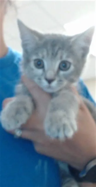 A baby small-sized female Domestic Short Hair cat named Izzy for adoption in Fayetteville, NC