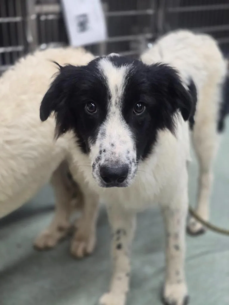 A baby medium-sized female Great Pyrenees dog named Whirlpool for adoption in Danielsville, GA