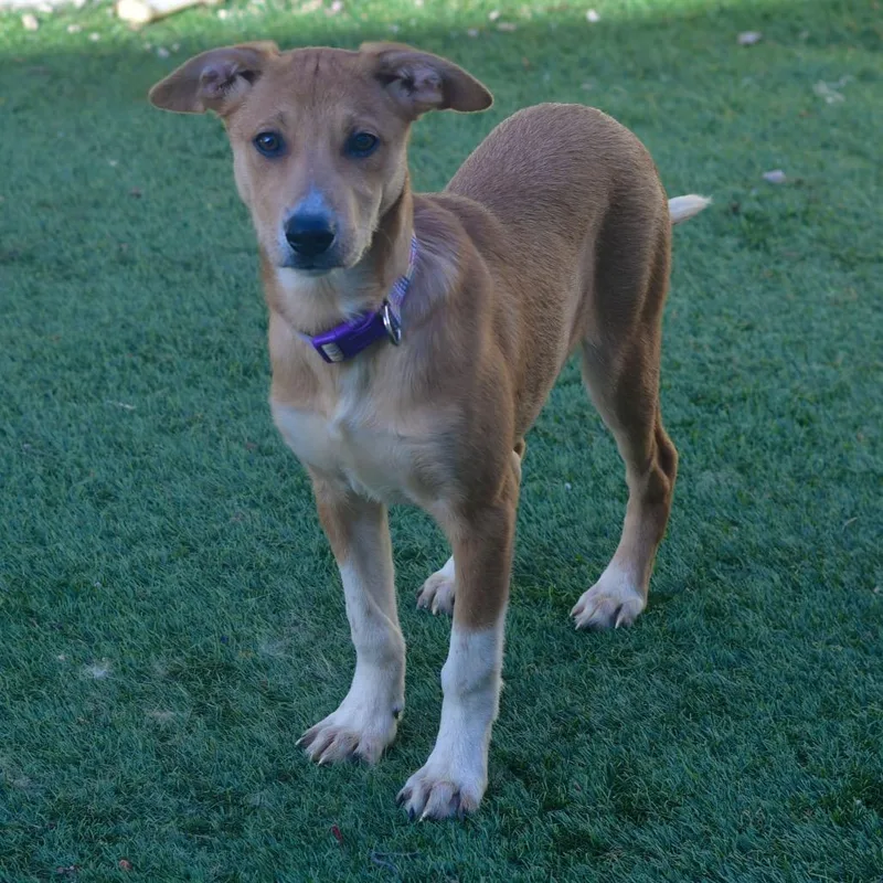 A young large-sized female Yellow / Tan / Blond / Fawn Australian Cattle Dog / Blue Heeler dog named Daisy for adoption in Ottawa, KS