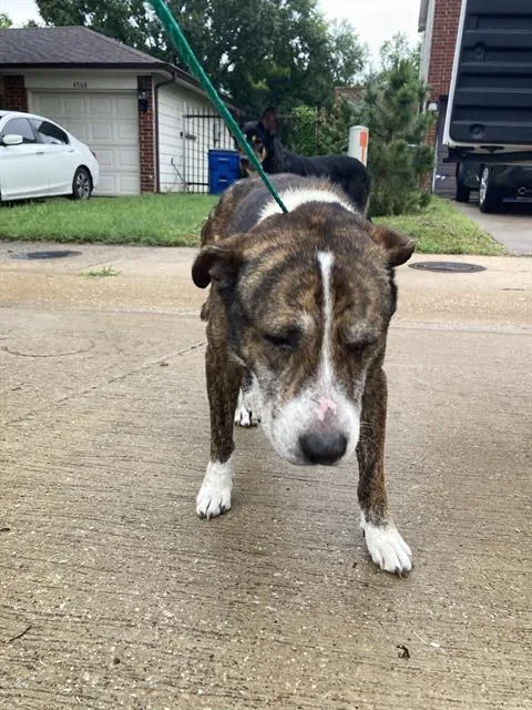 An adult large-sized male Mixed Breed dog named Duke for adoption in Dallas, TX