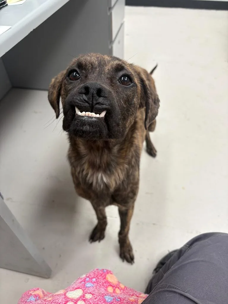 A young medium-sized female Boxer dog named Rumi for adoption in Findlay, OH