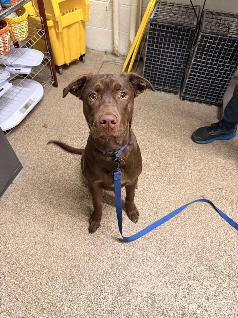 A young small-sized male Brown / Chocolate Chocolate Labrador Retriever dog named Waylon for adoption in Fruit Heights, UT
