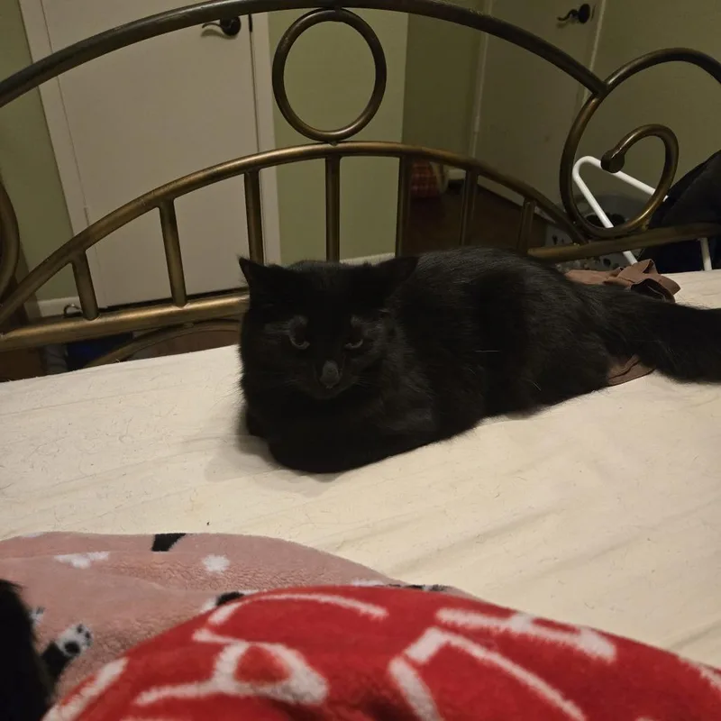 An adult medium-sized female Black Domestic Medium Hair cat named Molly for adoption in Baytown, TX