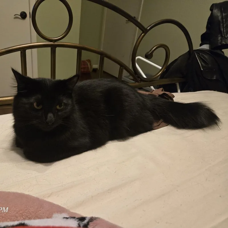 Molly thumbnail 2