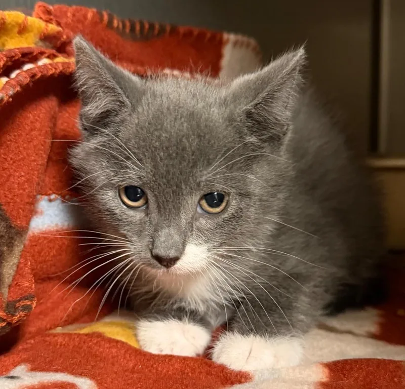 A baby small-sized male Domestic Short Hair cat named Mallow for adoption in Ocala, FL