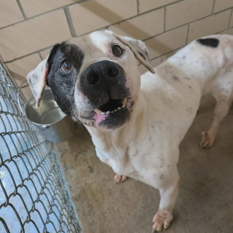 A senior medium-sized male White / Cream Pit Bull Terrier dog named Chiko for adoption in Greenville, PA