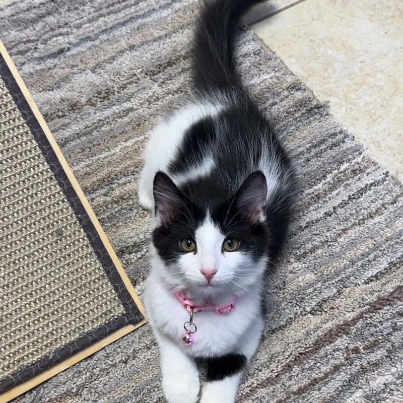 A young medium-sized female Black & White / Tuxedo Domestic Medium Hair cat named Butterfly for adoption in Kearneysville, WV