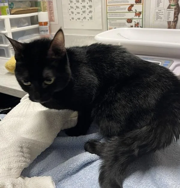 A young medium-sized female Domestic Short Hair cat named Chanel for adoption in Escondido, CA