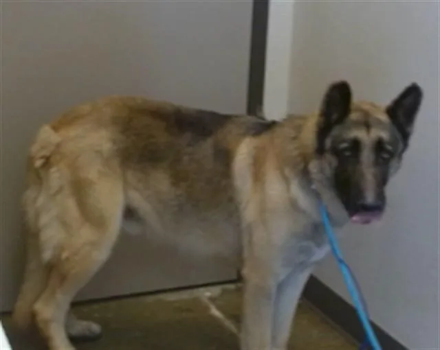 An adult large-sized male German Shepherd Dog dog named Sublime for adoption in Ontario, CA