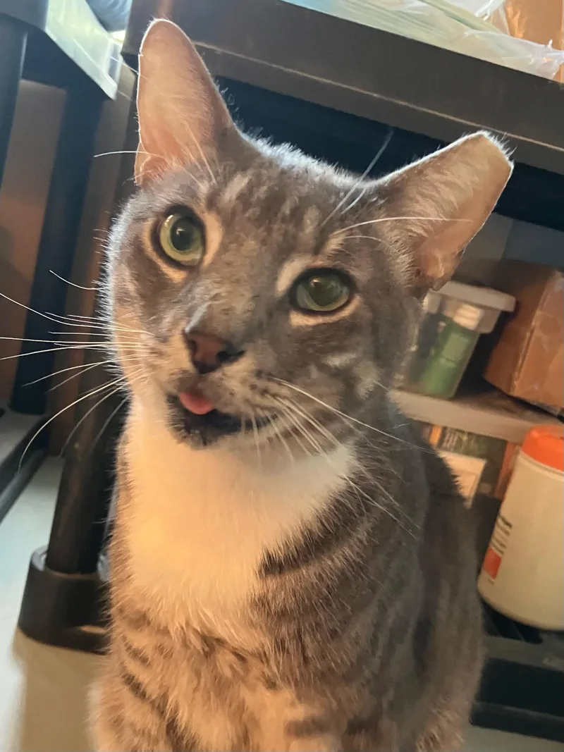 An adult medium-sized male Tabby (Gray / Blue / Silver) Domestic Short Hair cat named Buddy Boy for adoption in Homestead, FL