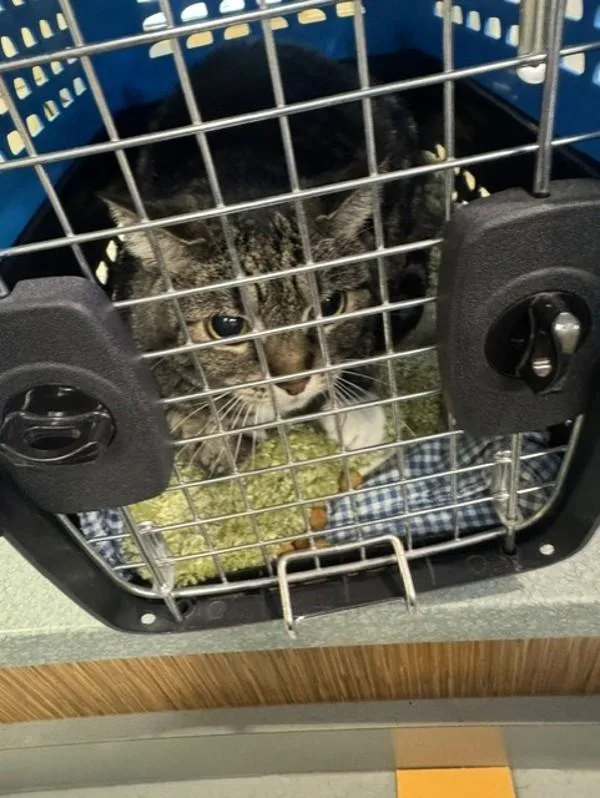 A senior small-sized female Domestic Short Hair cat named Hazel for adoption in Virginia Beach, VA