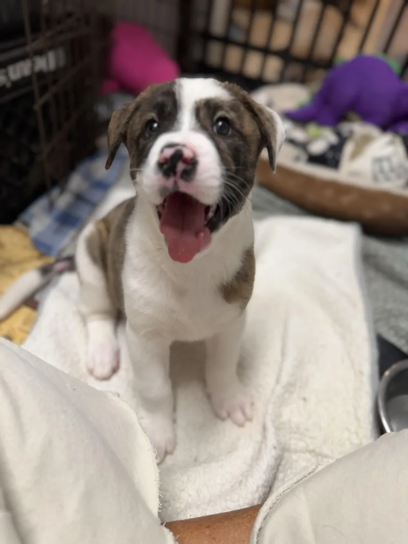 A baby medium-sized male White / Cream Terrier dog named Elijah for adoption in Homestead, FL