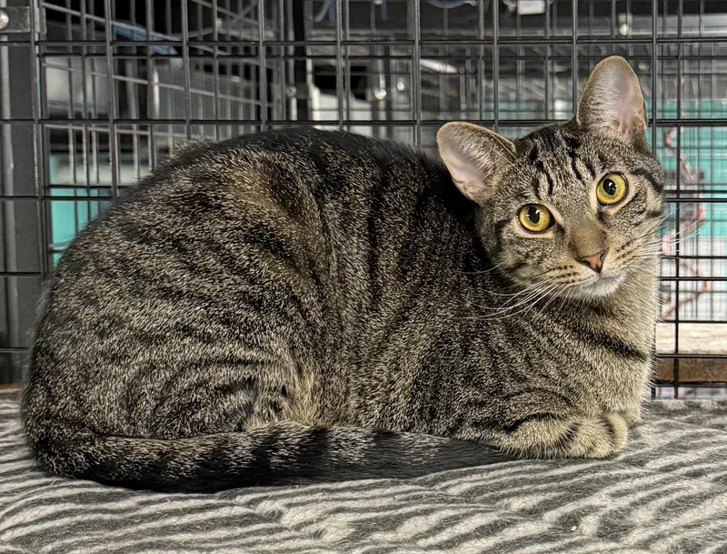 A young medium-sized male Tabby (Brown / Chocolate) Tabby cat named Mario for adoption in Wyandotte, MI