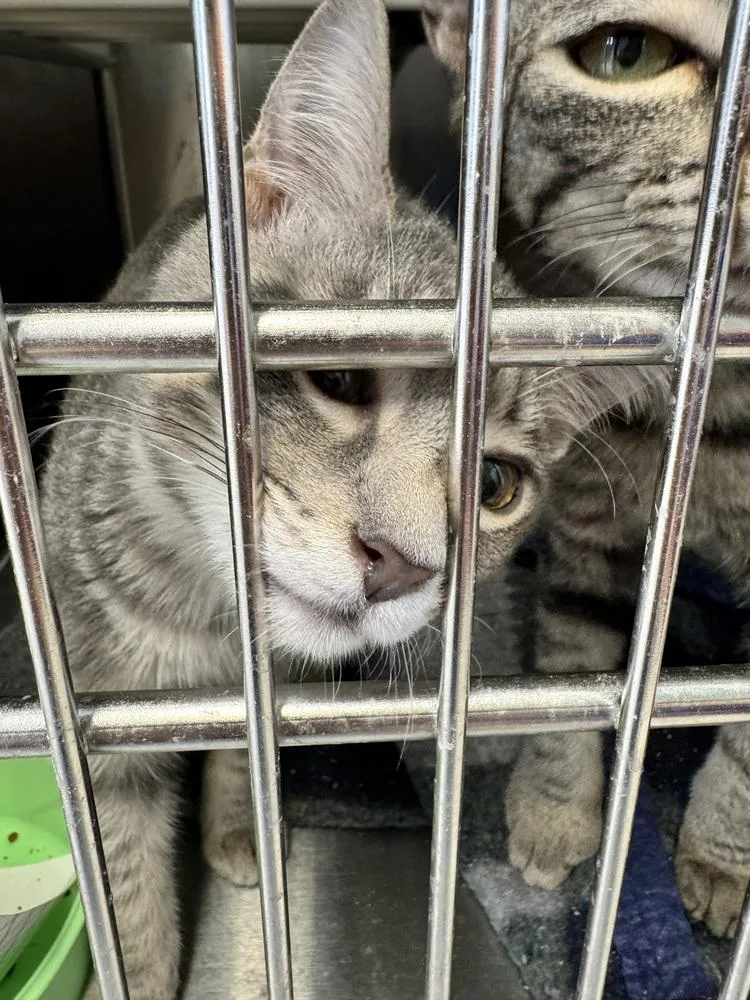 A baby small-sized female Domestic Short Hair cat named Sunday MD for adoption in Fort Walton Beach, FL