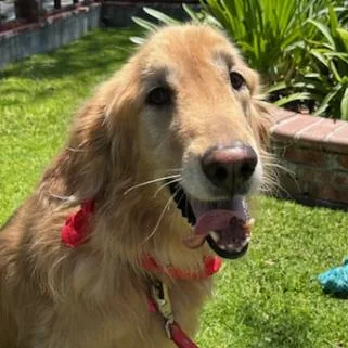 An adult medium-sized female Golden Retriever dog named Baylee for adoption in Los Angeles, CA