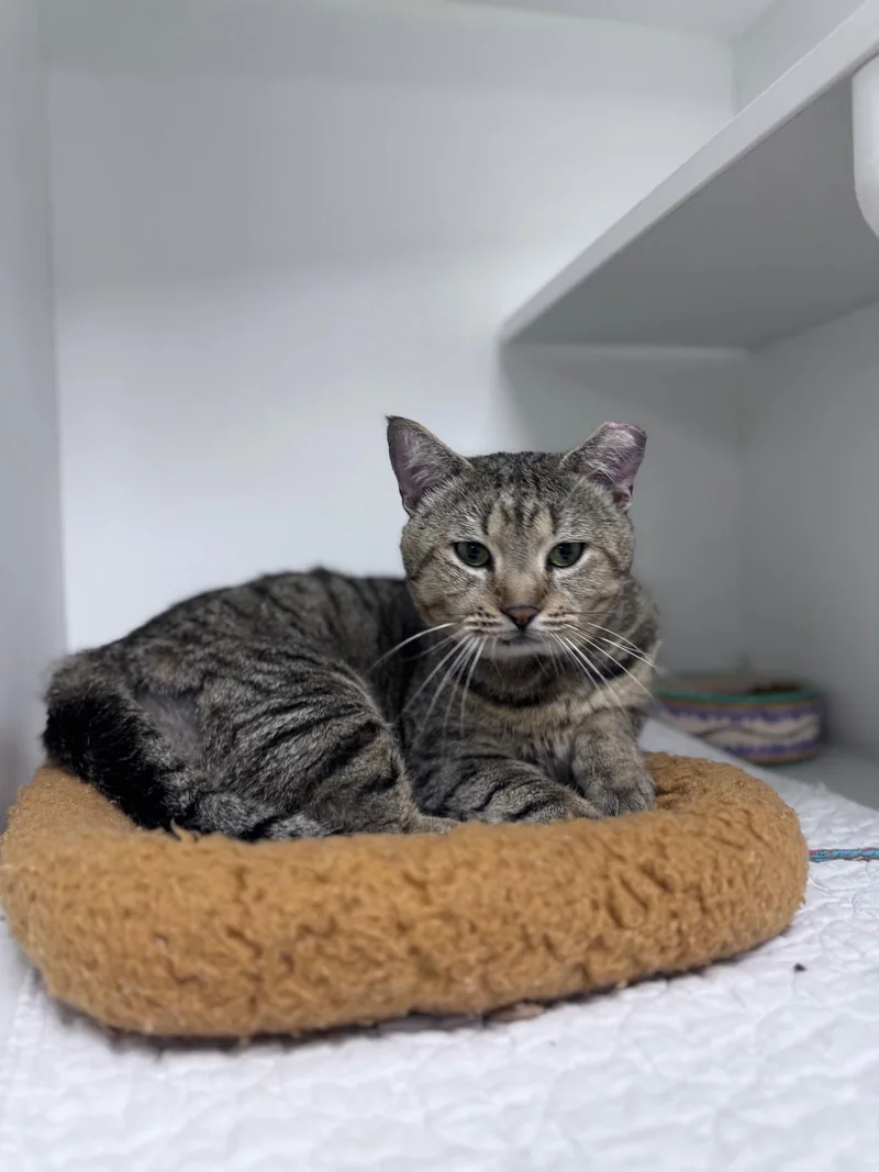 A young medium-sized male Domestic Short Hair cat named Heathcliff for adoption in Satellite Beach, FL