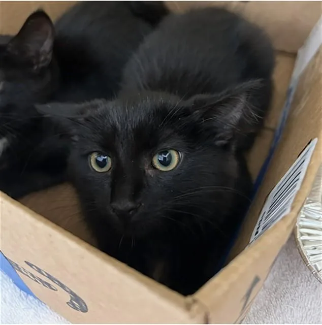 A baby small-sized male Domestic Medium Hair cat named Crumpet for adoption in Lincolnton, NC