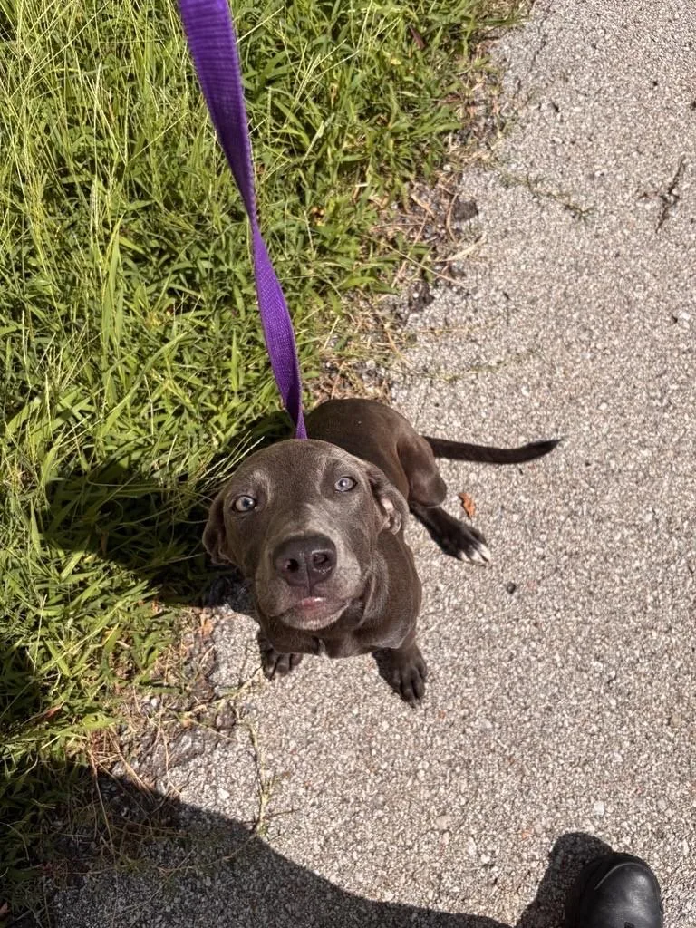 A baby small-sized female Gray / Blue / Silver Greyhound dog named Louise for adoption in Jenks, OK
