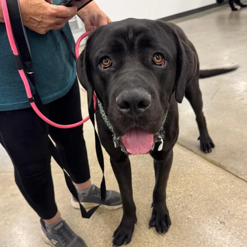 A young extra large-sized male Black Cane Corso dog named Ottis for adoption in Normal, IL