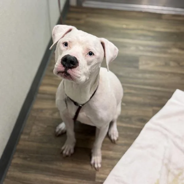A senior medium-sized male Pit Bull Terrier dog named Kilo for adoption in San Diego, CA